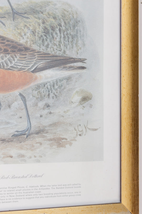 banded dotterel and new zealand dotterel