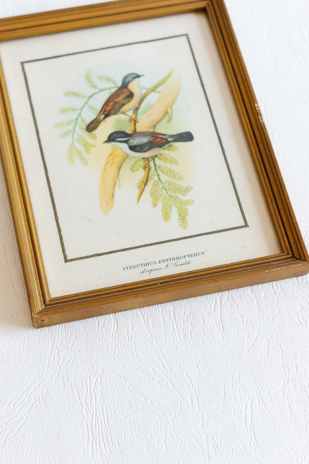 vintage french pteruthius erythropterus chromolithograph