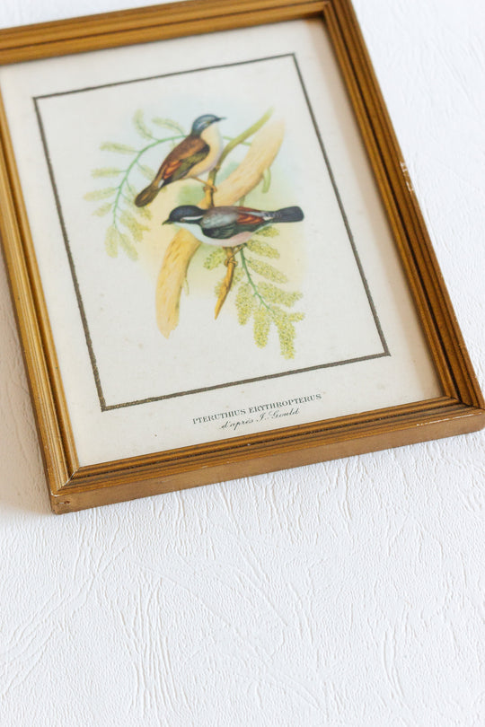 vintage french pteruthius erythropterus chromolithograph