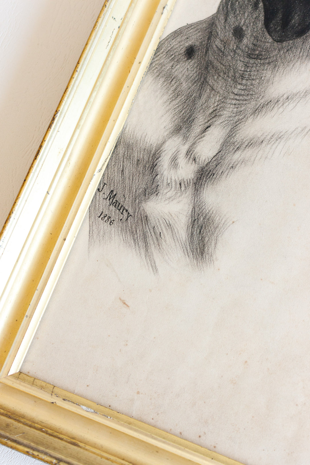 le chien de maury 1886
