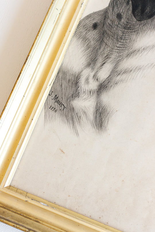 le chien de maury 1886