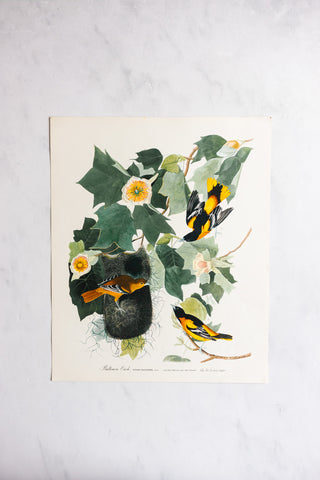 vintage audubon print, “baltimore oriole”