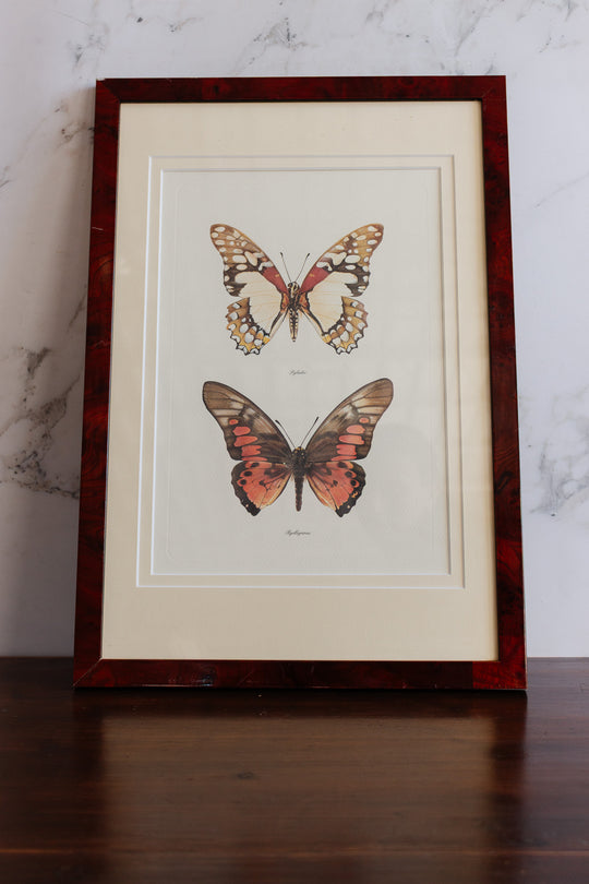antique french butterfly framed art