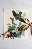 vintage audubon print, “whippoorwill”