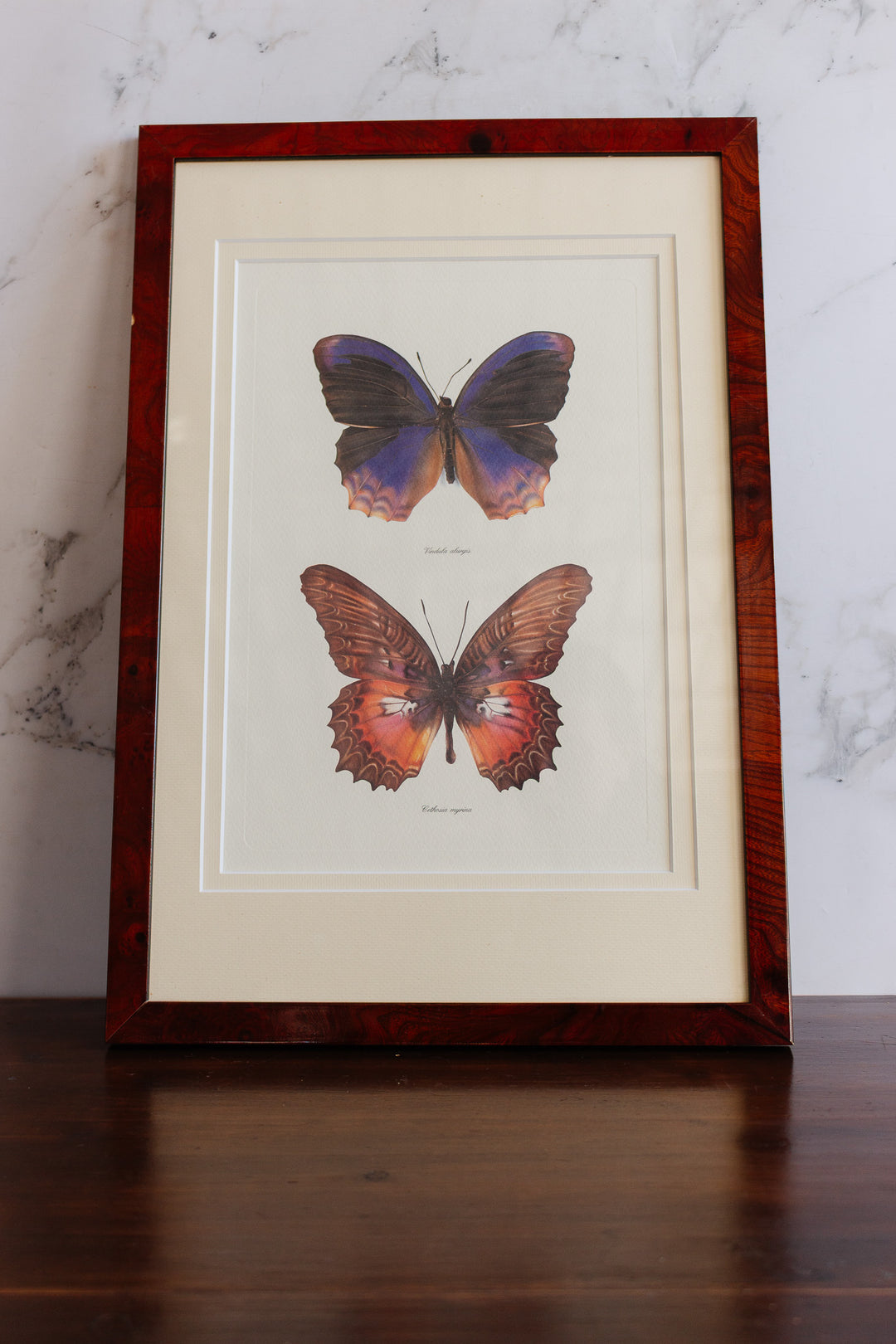 antique french butterfly framed art