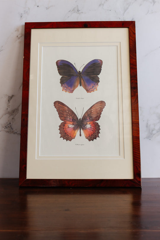 antique french butterfly framed art
