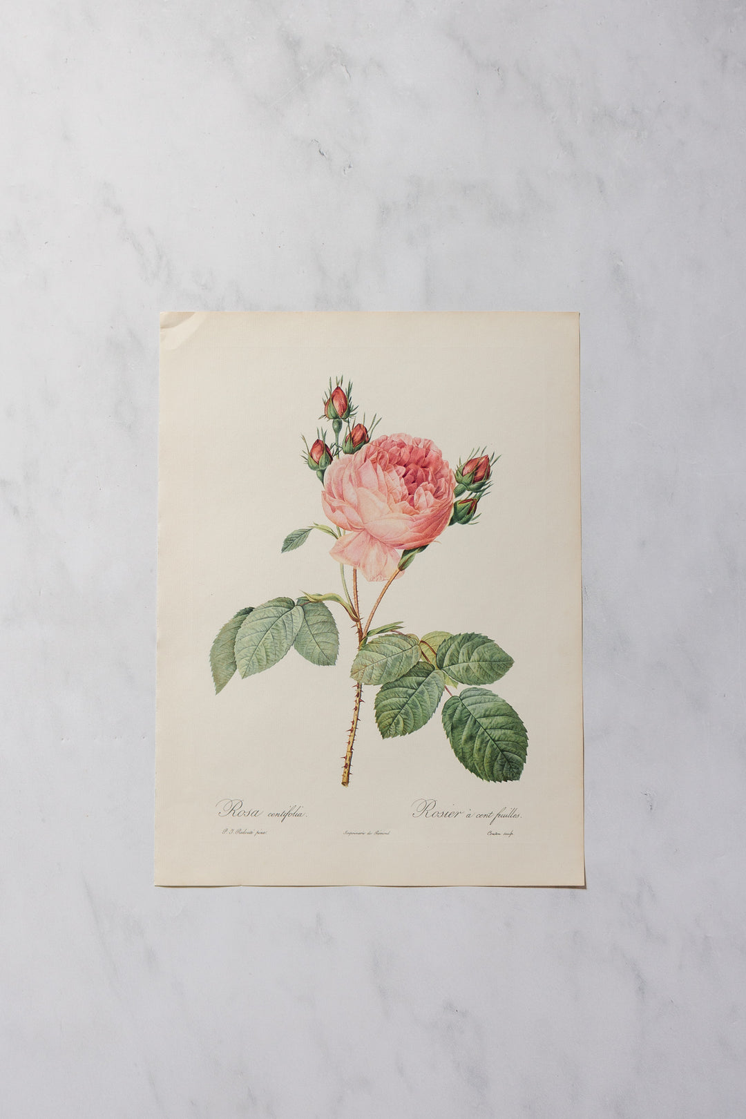 1950s PJ Redouté botanical lithographs: rose edition