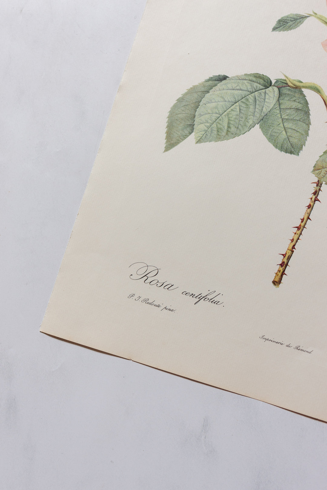 1950s PJ Redouté botanical lithographs: rose edition