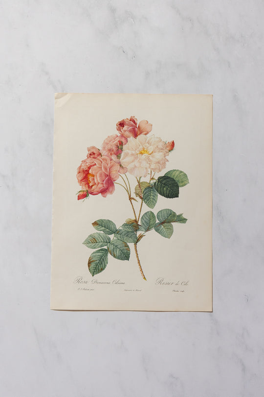 1950s PJ Redouté botanical lithographs: rose edition