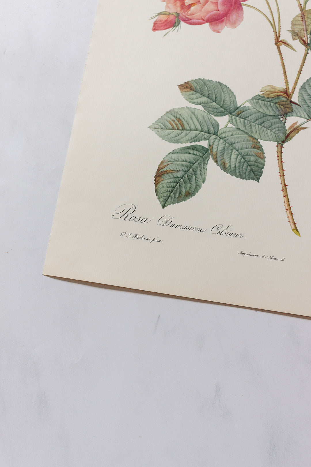 1950s PJ Redouté botanical lithographs: rose edition