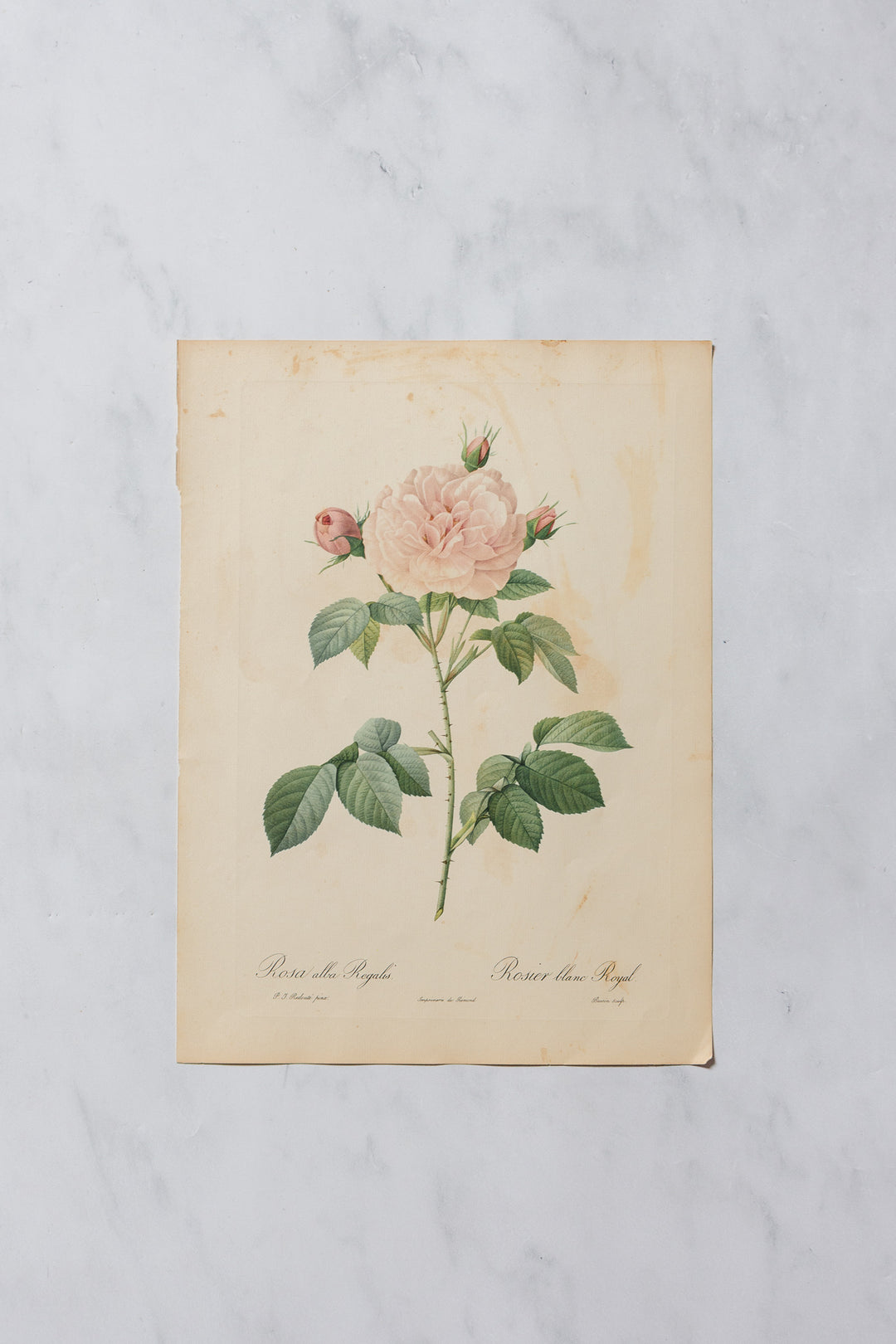 1950s PJ Redouté botanical lithographs: rose edition