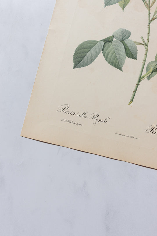 1950s PJ Redouté botanical lithographs: rose edition