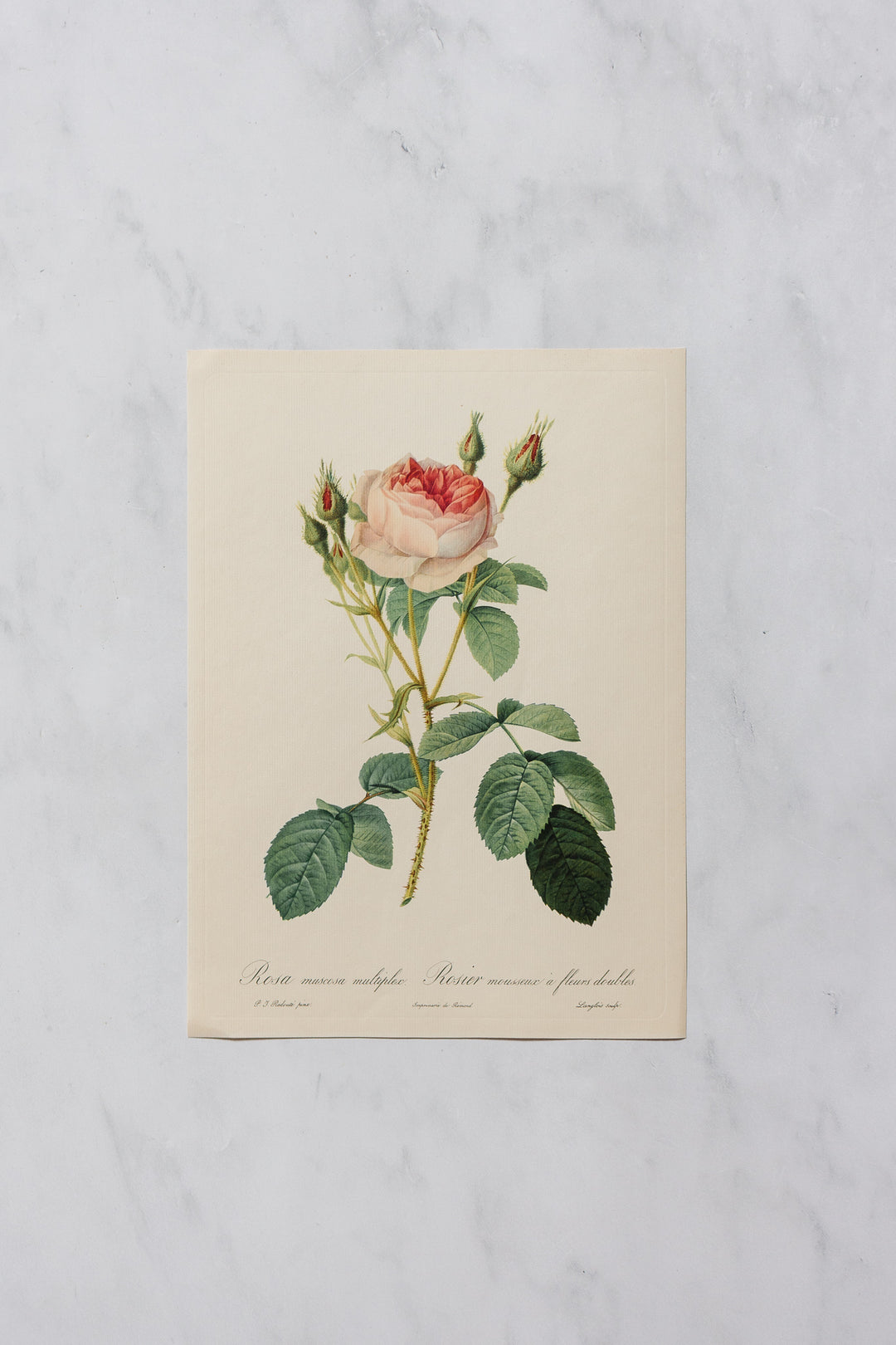 1950s PJ Redouté botanical lithographs: rose edition