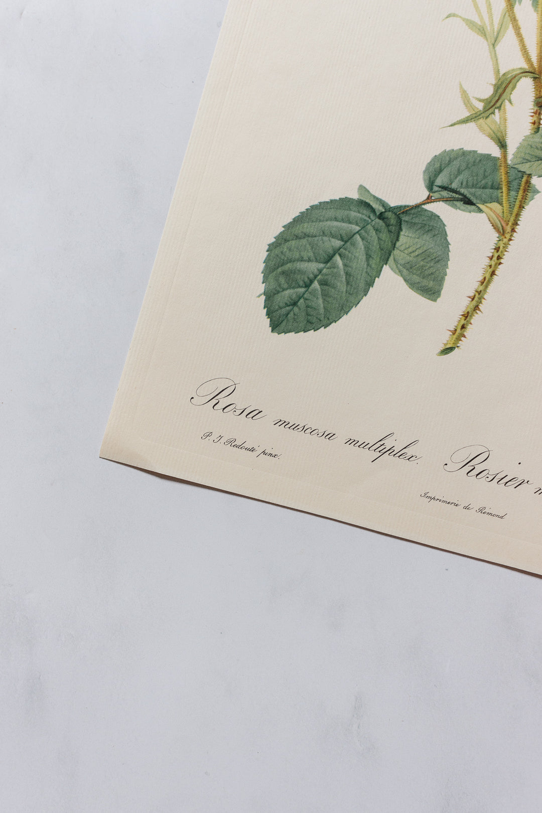 1950s PJ Redouté botanical lithographs: rose edition