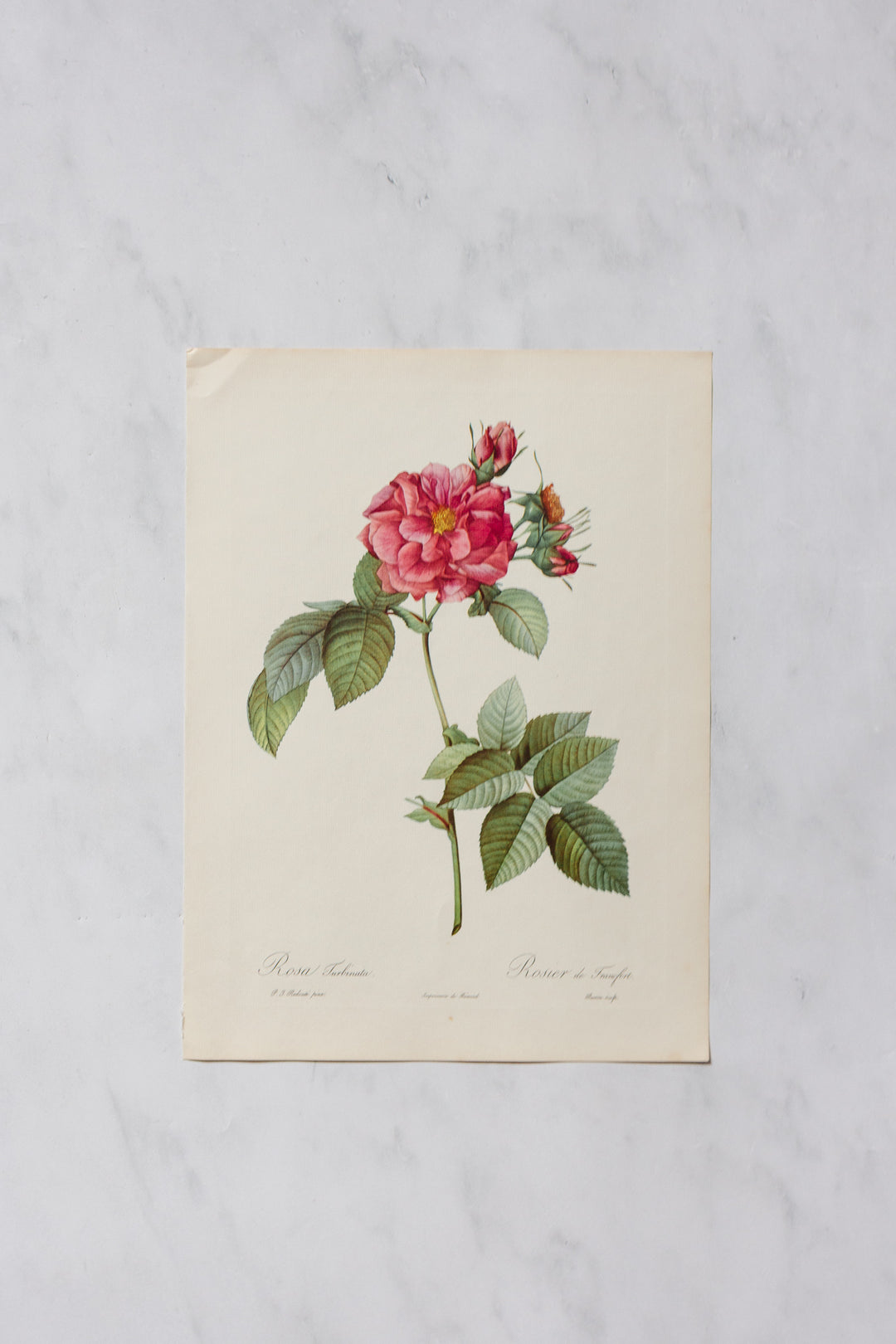 1950s PJ Redouté botanical lithographs: rose edition