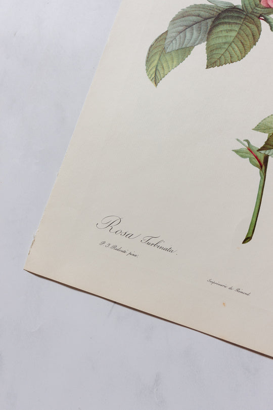 1950s PJ Redouté botanical lithographs: rose edition