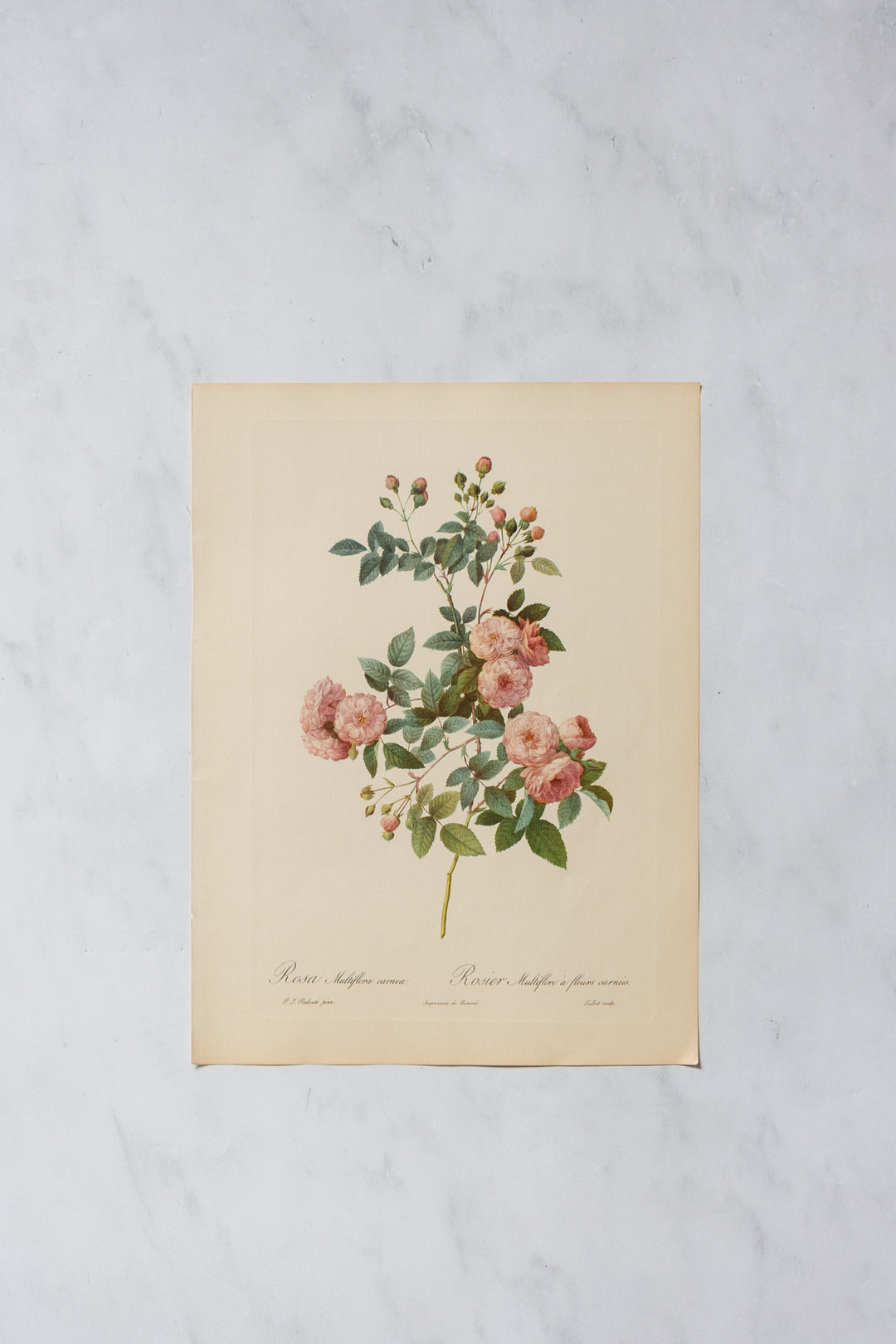 1950s PJ Redouté botanical lithographs: rose edition