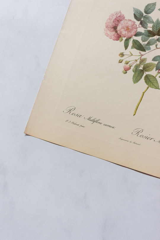 1950s PJ Redouté botanical lithographs: rose edition