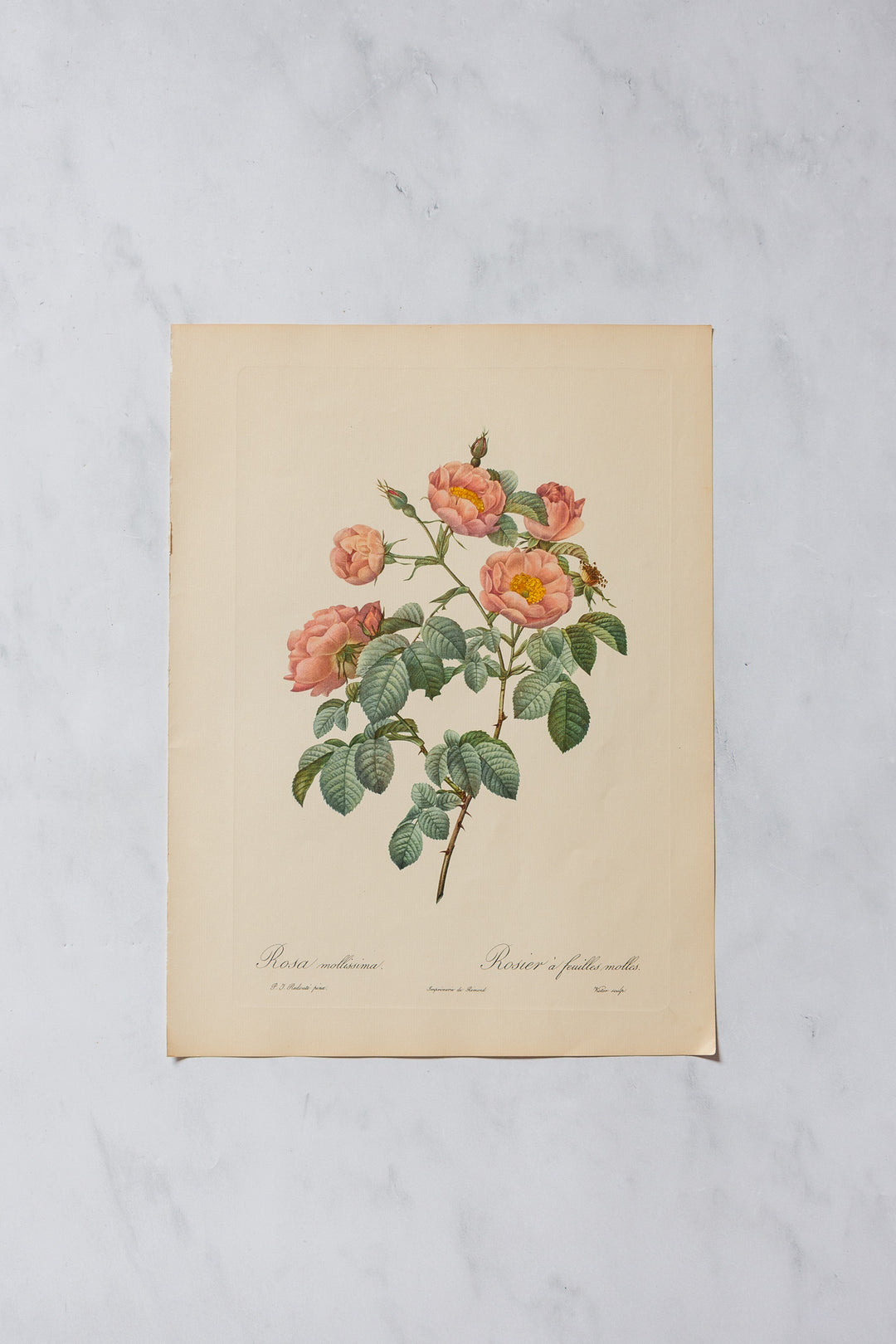 1950s PJ Redouté botanical lithographs: rose edition