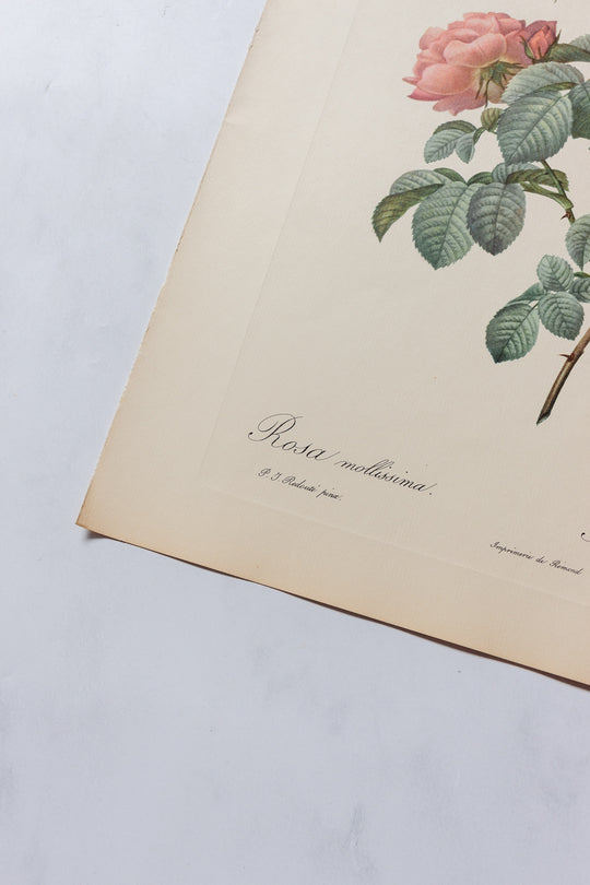 1950s PJ Redouté botanical lithographs: rose edition