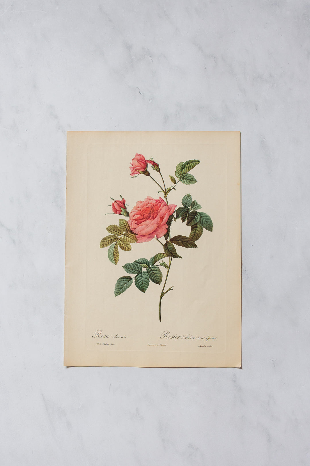 1950s PJ Redouté botanical lithographs: rose edition