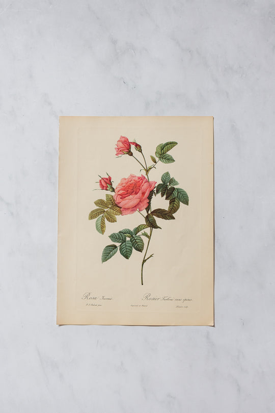 1950s PJ Redouté botanical lithographs: rose edition