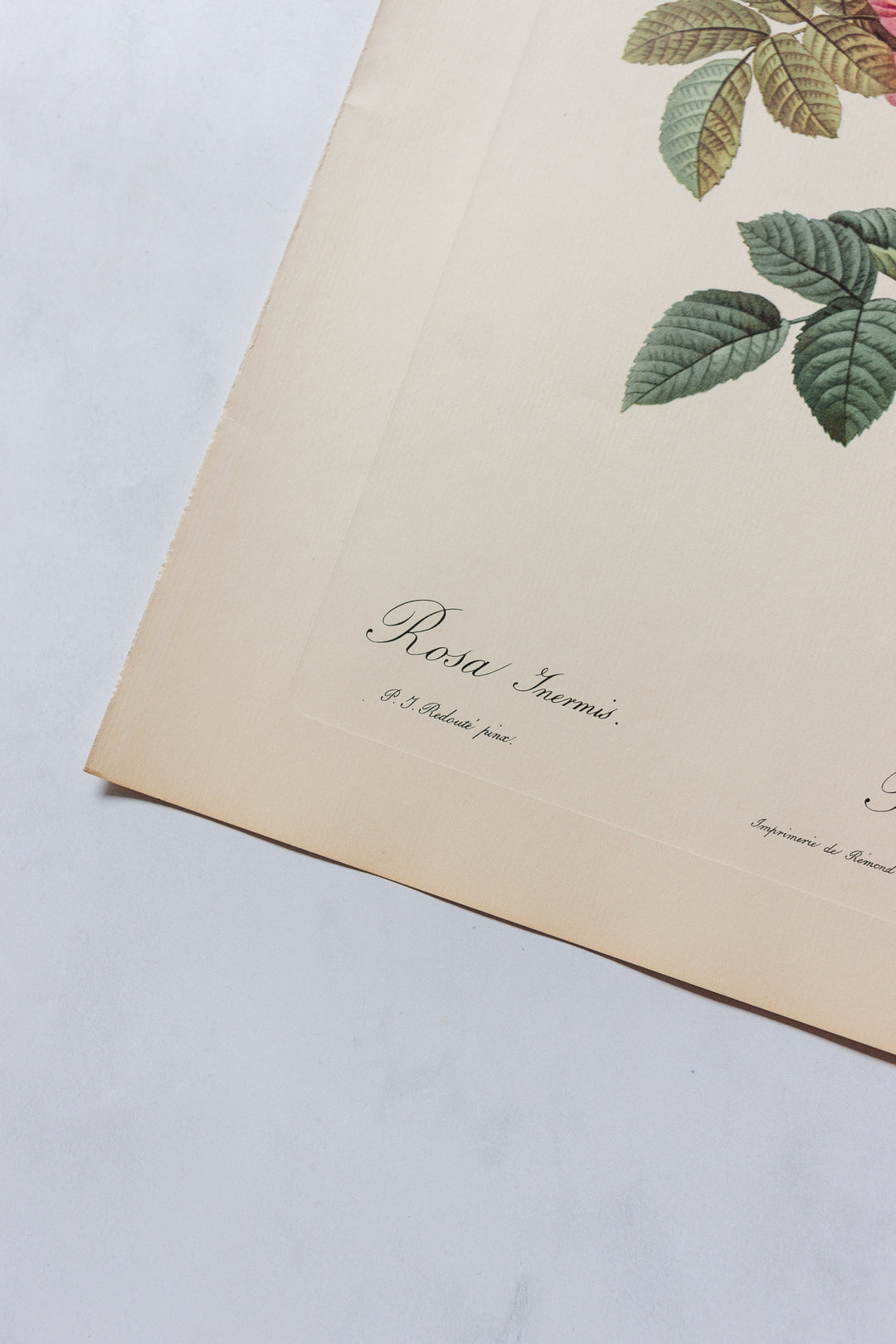 1950s PJ Redouté botanical lithographs: rose edition