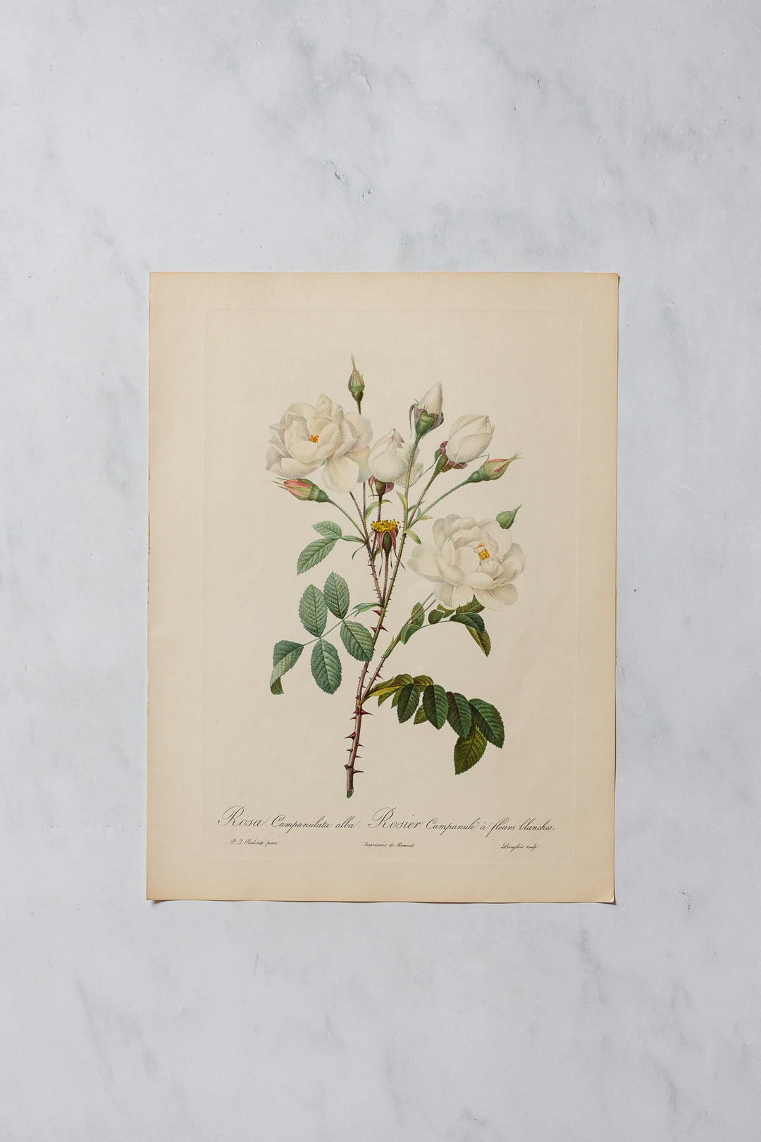 1950s PJ Redouté botanical lithographs: rose edition