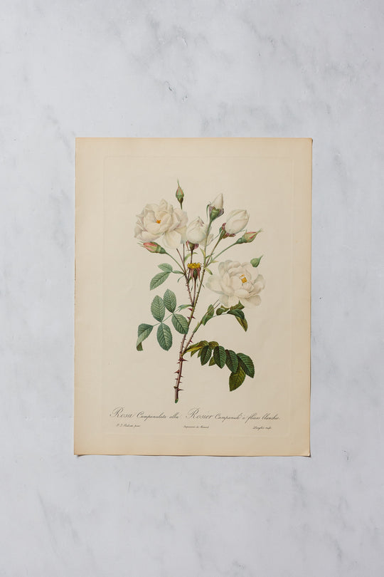 1950s PJ Redouté botanical lithographs: rose edition