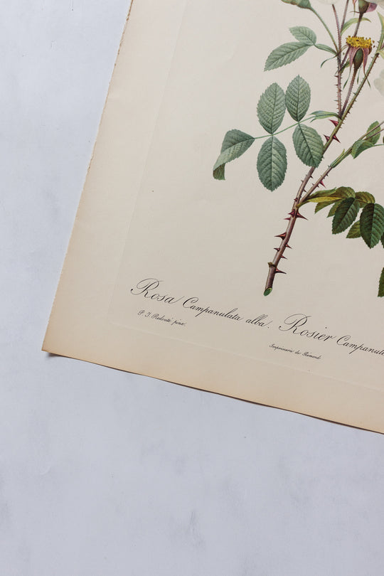 1950s PJ Redouté botanical lithographs: rose edition