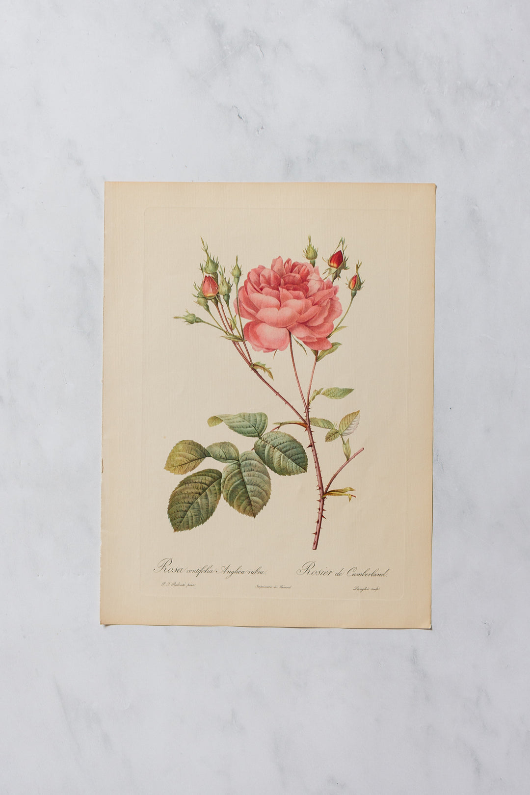 1950s PJ Redouté botanical lithographs: rose edition