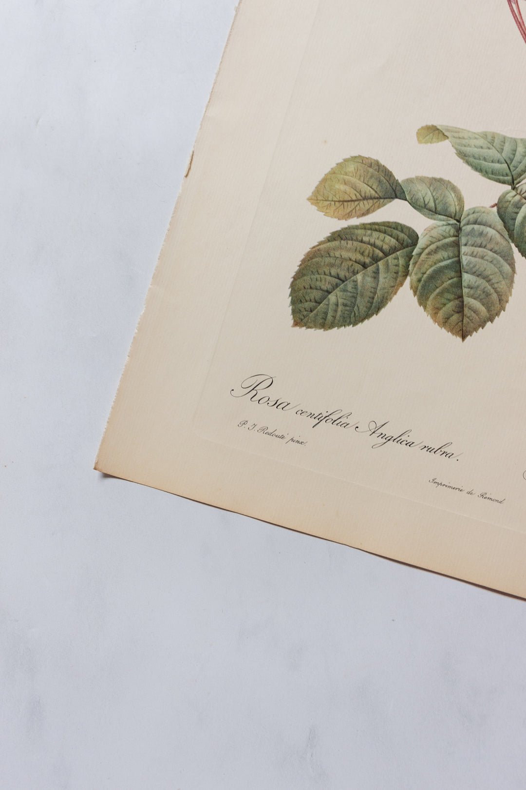 1950s PJ Redouté botanical lithographs: rose edition