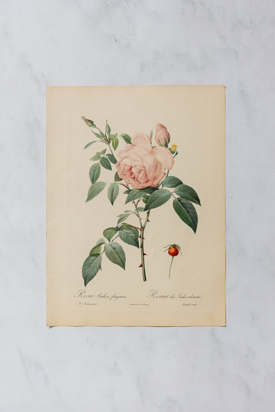 1950s PJ Redouté botanical lithographs: rose edition