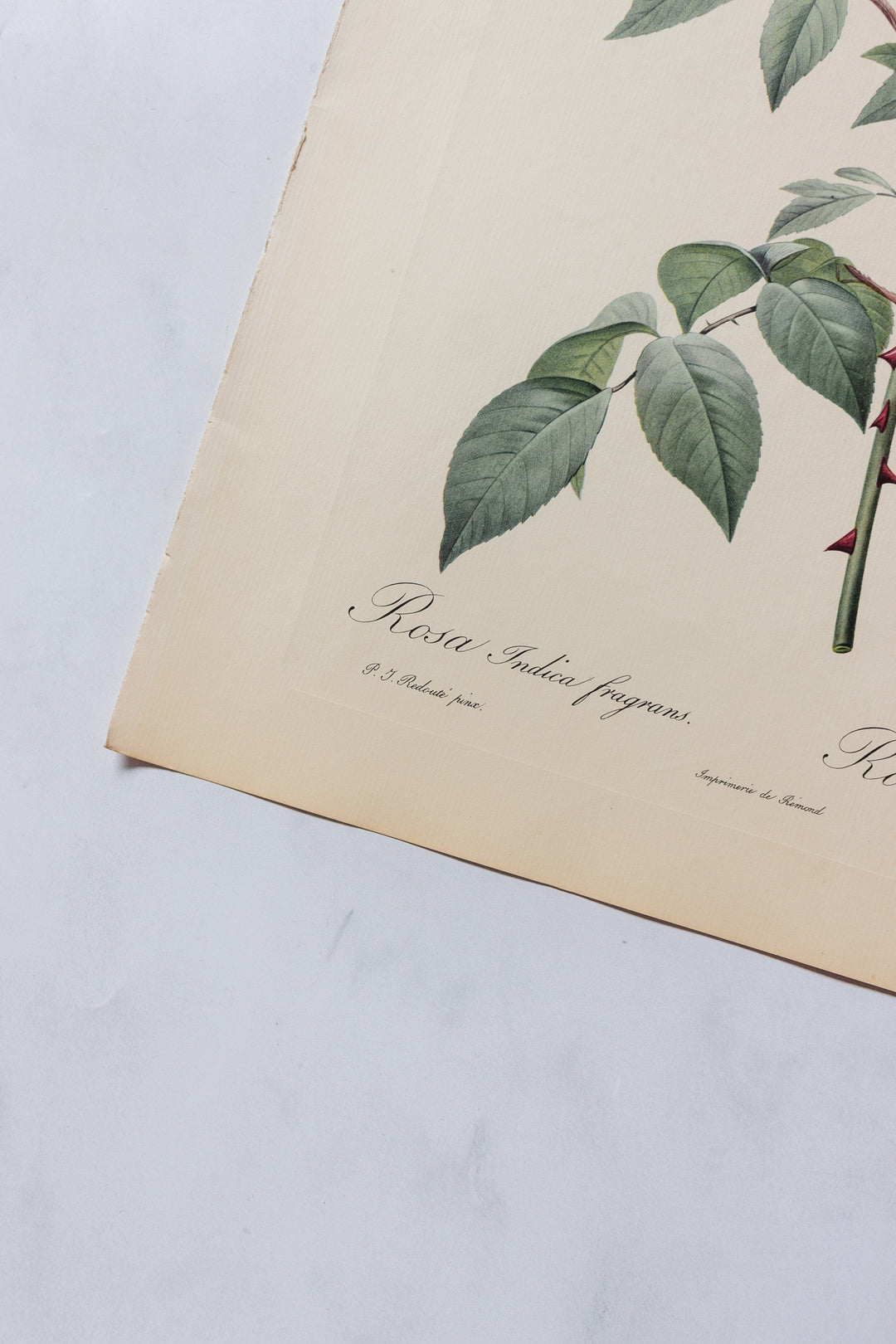 1950s PJ Redouté botanical lithographs: rose edition