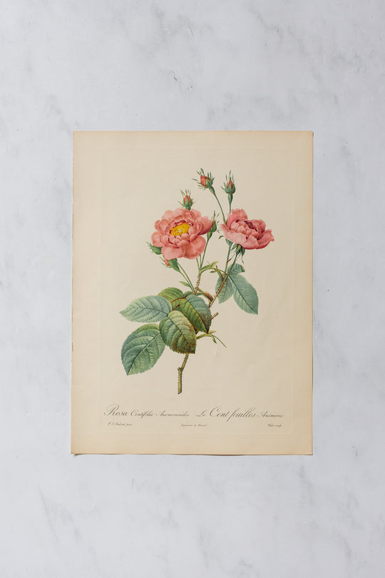 1950s PJ Redouté botanical lithographs: rose edition