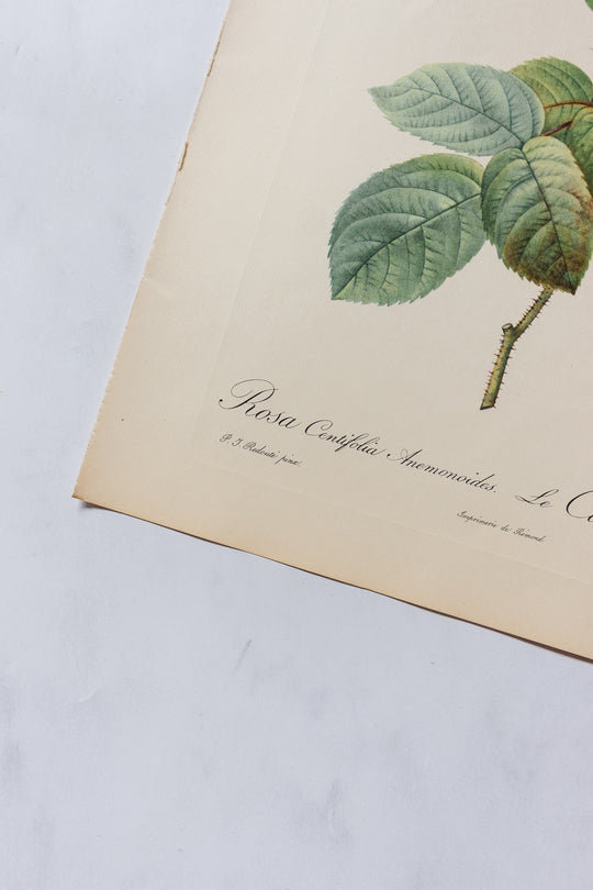 1950s PJ Redouté botanical lithographs: rose edition