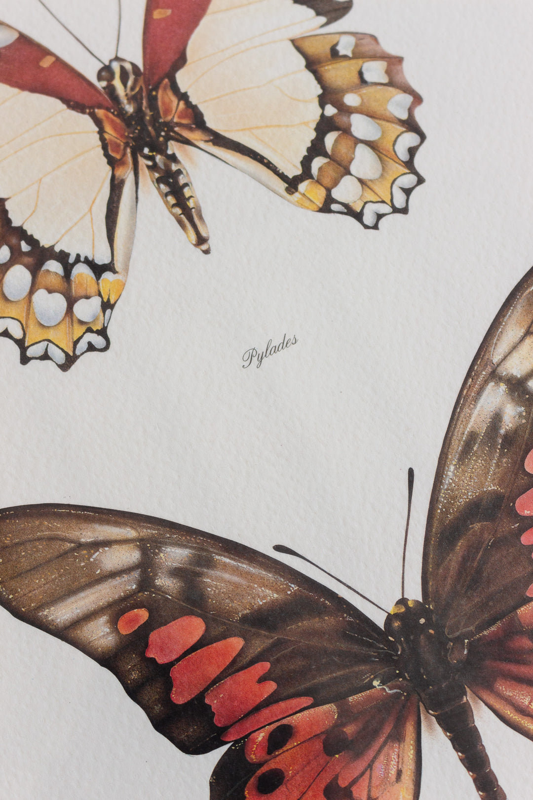 antique french butterfly framed art