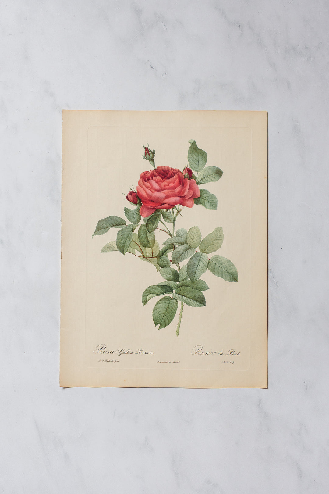 1950s PJ Redouté botanical lithographs: rose edition