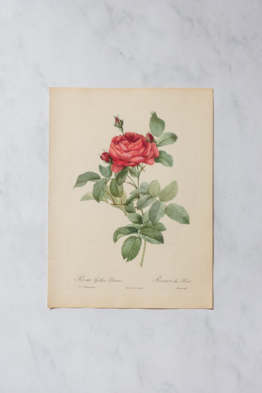 1950s PJ Redouté botanical lithographs: rose edition