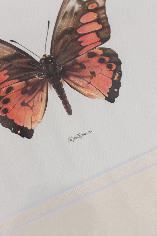 antique french butterfly framed art