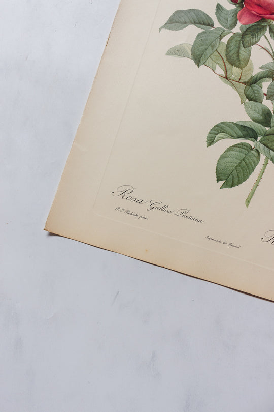 1950s PJ Redouté botanical lithographs: rose edition