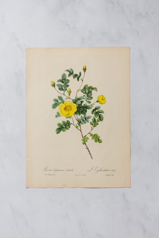 1950s PJ Redouté botanical lithographs: rose edition