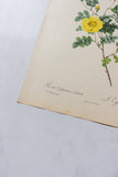 1950s PJ Redouté botanical lithographs: rose edition