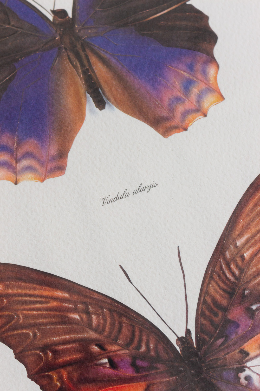 antique french butterfly framed art