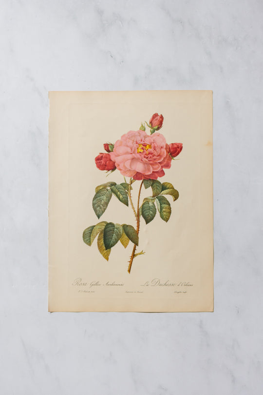 1950s PJ Redouté botanical lithographs: rose edition