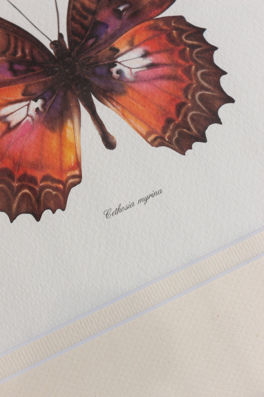 antique french butterfly framed art