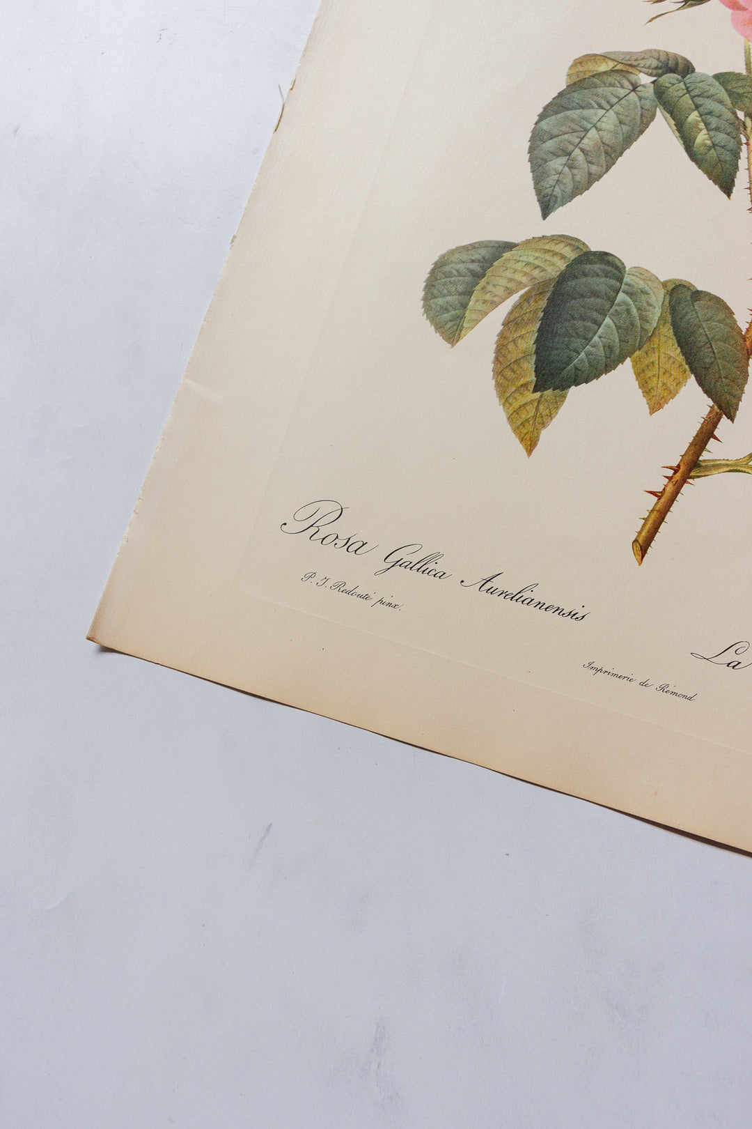 1950s PJ Redouté botanical lithographs: rose edition