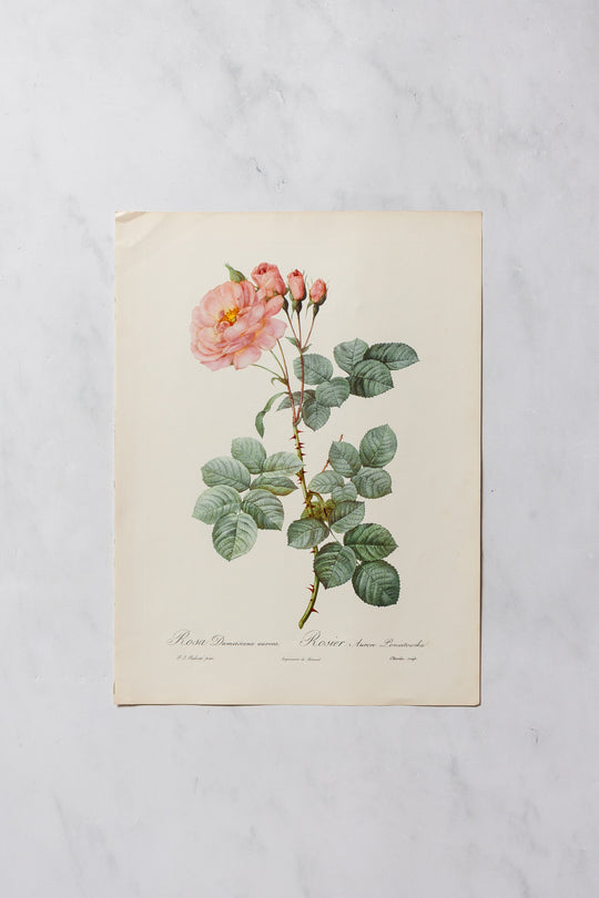 1950s PJ Redouté botanical lithographs: rose edition