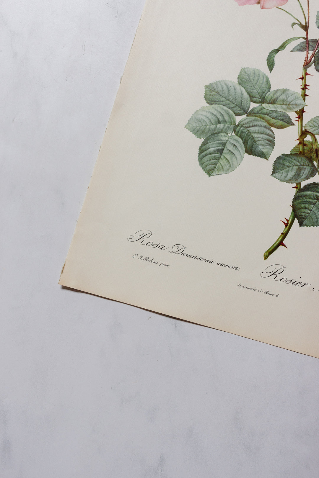 1950s PJ Redouté botanical lithographs: rose edition