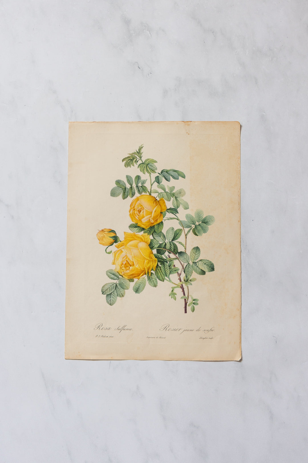 1950s PJ Redouté botanical lithographs: rose edition